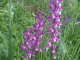 Photo précédente de Lavau-sur-Loire orchidées sauvages lavau sur loire