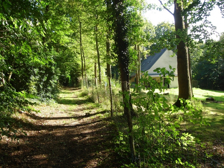 Allée cavalière domaine de Carheil - Plessé