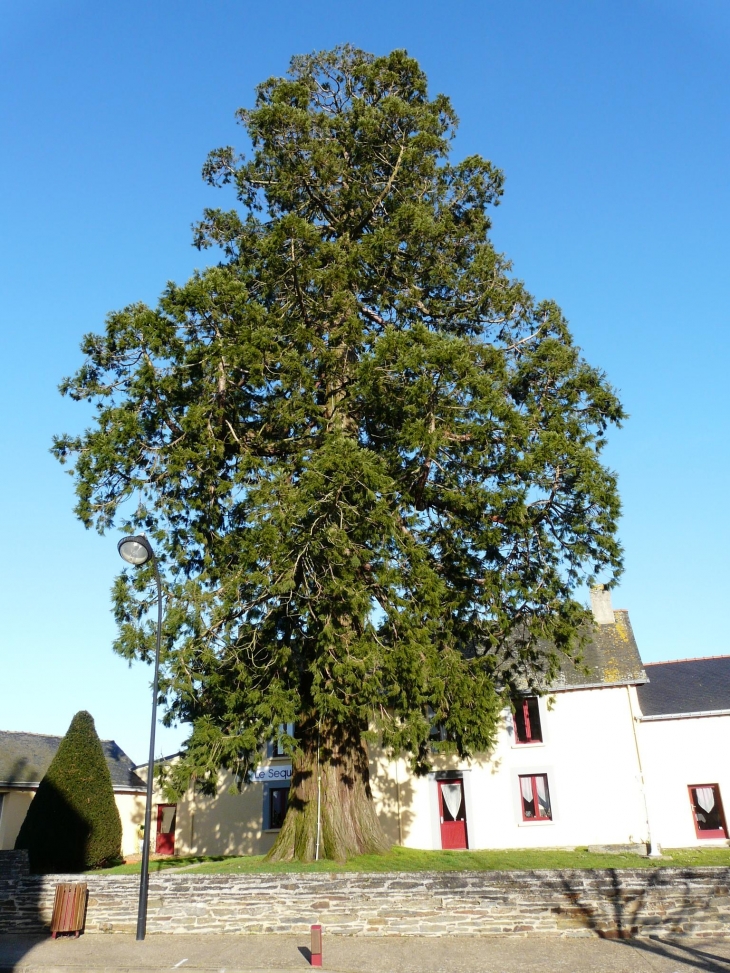 Le Séquoia dans le jardin de l'ancien Presbytère - Puceul