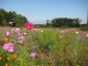 Champs de fleurs