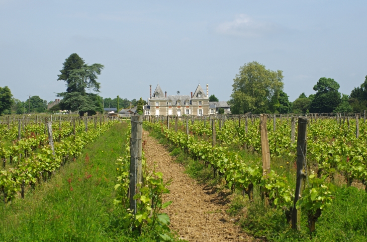 Blaison-Gohier (Maine-et-Loire).  Le château de Bois-Brinçon.  L'un des meilleurs domaine bio d'Anjou.  Il s'agit de l'un des plus vieux domaine viticole d'Anjou. Il fut planté en 1219 par l'hôpital Saint-Jean d'Angers.  Le domaine, confisqué à la révolut