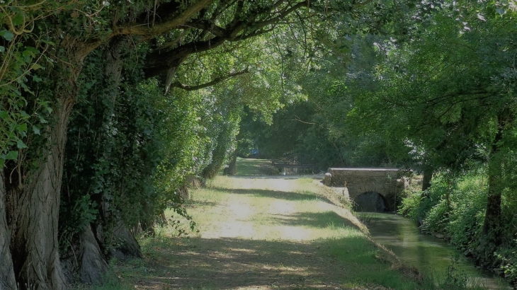 Belle allée d'arbres près du moulin - Corzé