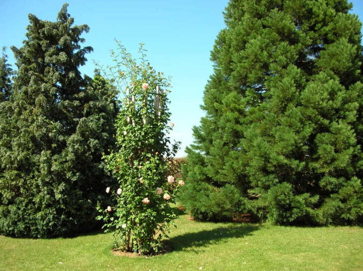 JARDIN DES ROSES - Doué-la-Fontaine