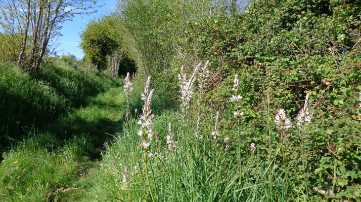 Chemin bordé d'Asphodèles - Freigné