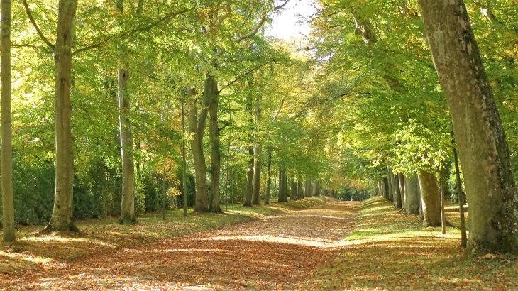 Allée du château de la Lorie - La Chapelle-sur-Oudon