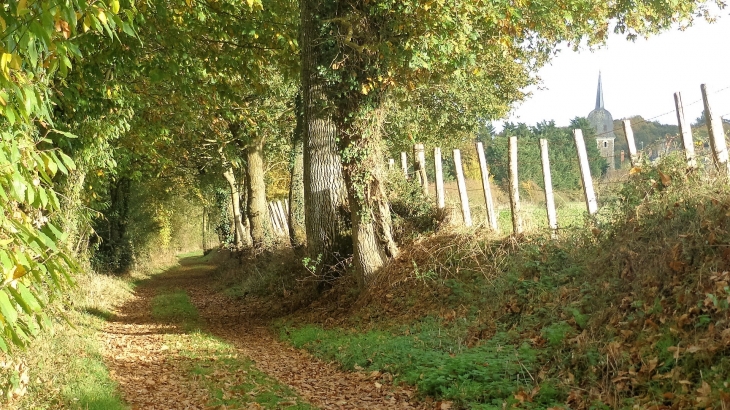 Le clocher de l'église vu du Chemin des trois Demoiselles - La Chapelle-sur-Oudon