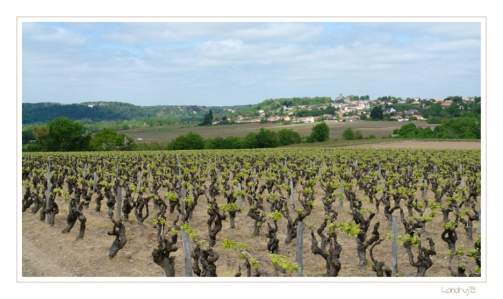 Le vignoble - La Varenne