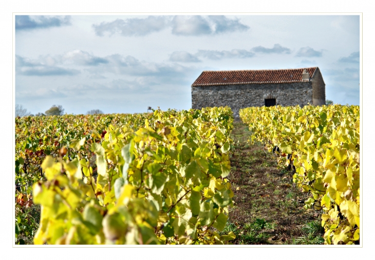 Le vignoble Landemontais