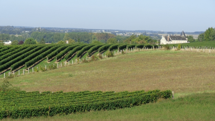 Randonnée entre vignobles et vergers... - Louerre