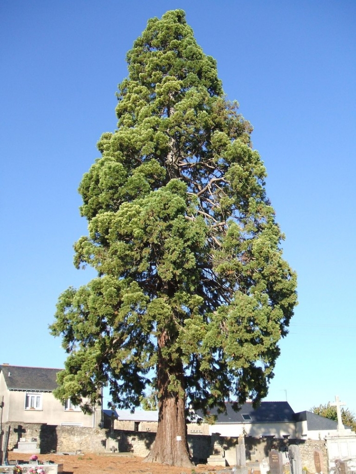 Séquoia du cimetière - Martigné-Briand