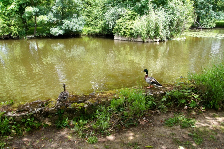 Couple de canards colverts sur les berges du Thouet. - Montreuil-Bellay