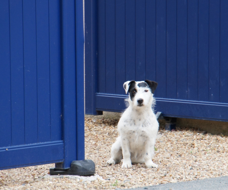 Le-chien-de-Méron - Montreuil-Bellay