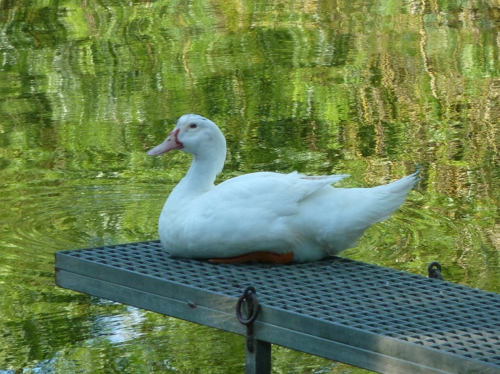 Canard se reposant pres du Thouet. - Montreuil-Bellay