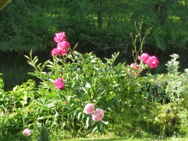 Pivoines au bord du Thouet. - Montreuil-Bellay