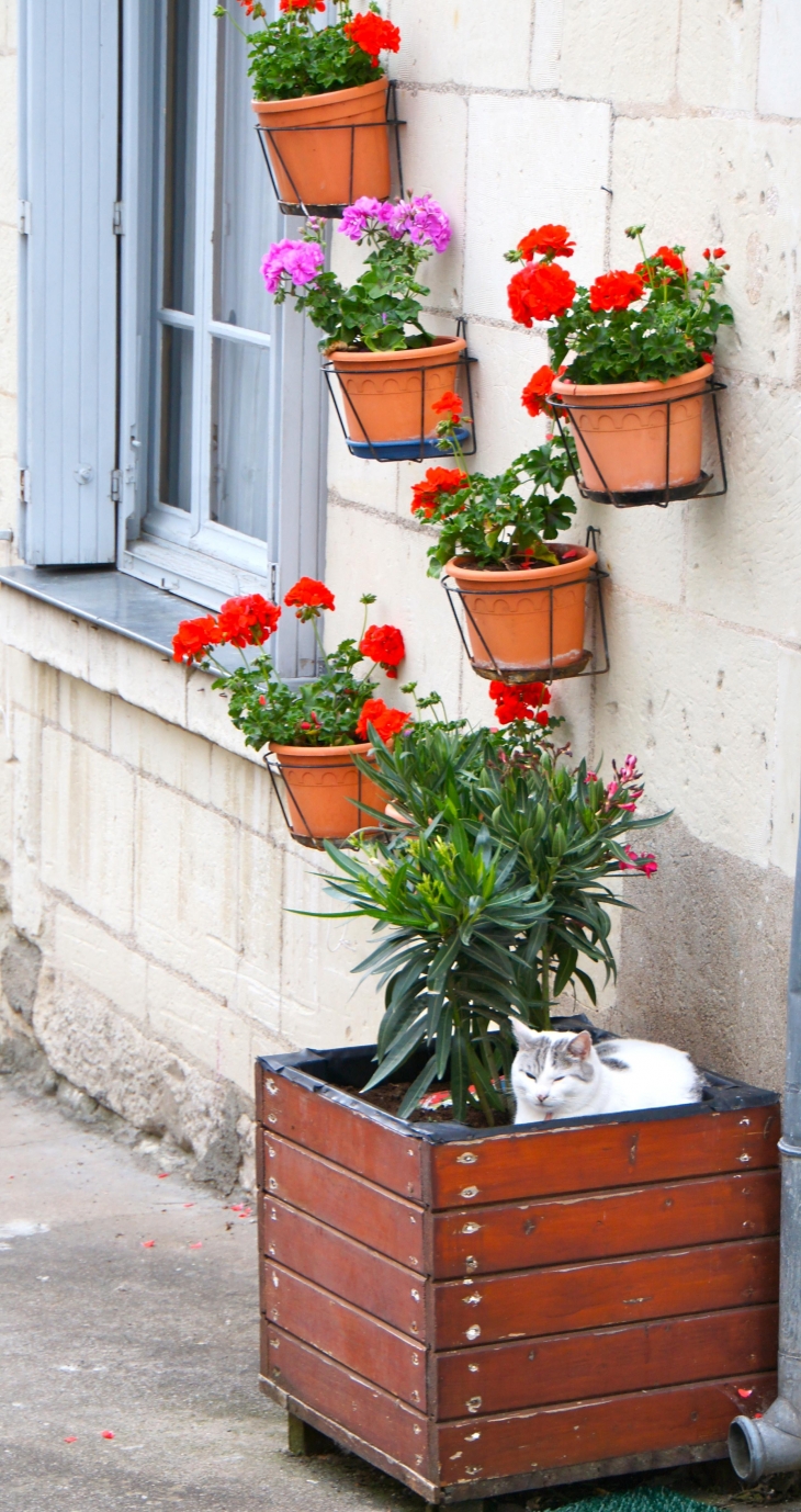 Le chat du village. - Montsoreau