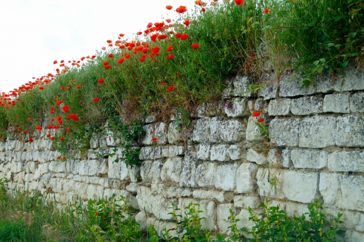 Mur de soutènement en tuffeau. - Montsoreau