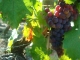 Photo précédente de Rochefort-sur-Loire Grappe de raisins..pleine de promesse !