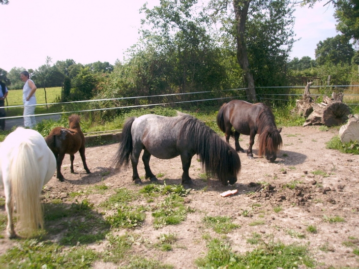 Minis shets - Saint-Paul-du-Bois