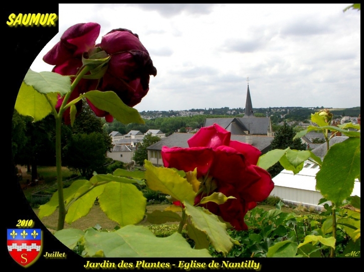 Jardin des plantes - Saumur