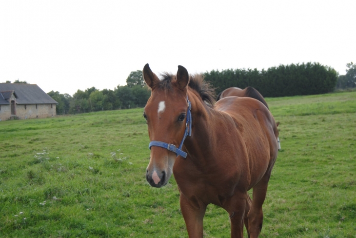 Cheval à Beaulieu-sur-Oudon