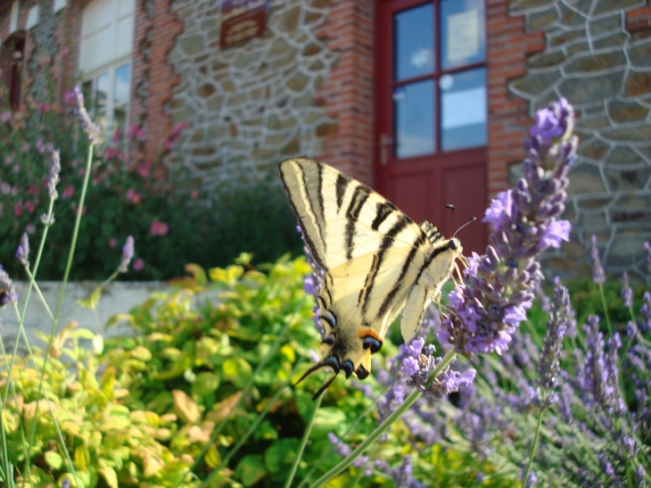 A la bibliothèque....ce papillon... - Coudray