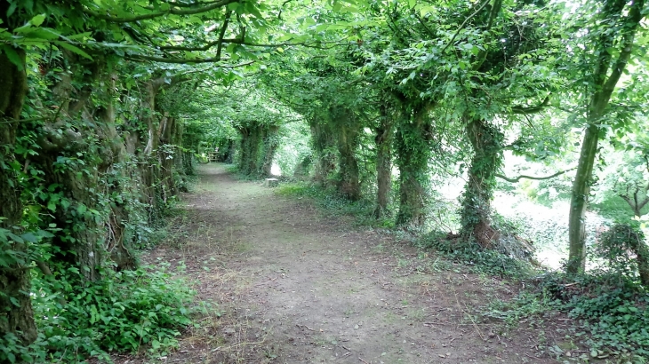 Belle charmille entre la mairie et le lavoir - Grazay