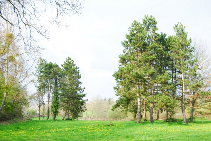 Forêt Loiron