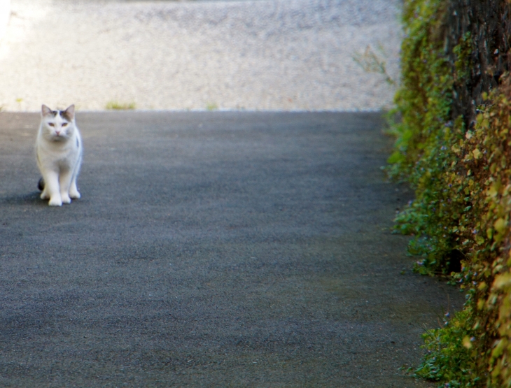 Le chat du village. - Montflours