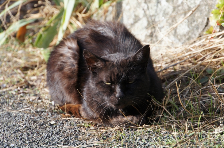 L'autre chat du village. - Montflours