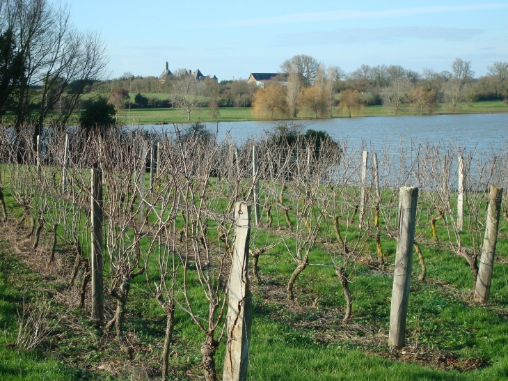 Vignobles de la Morinière - Saint-Denis-d'Anjou