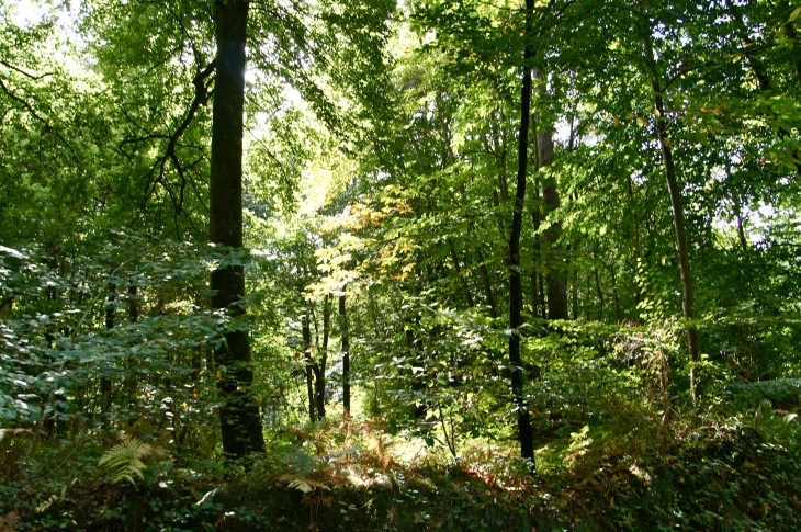 La fôret de Mayenne à Fontaine-Daniel. - Saint-Georges-Buttavent