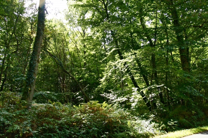 La fôret de Mayenne à Fontaine-Daniel. - Saint-Georges-Buttavent