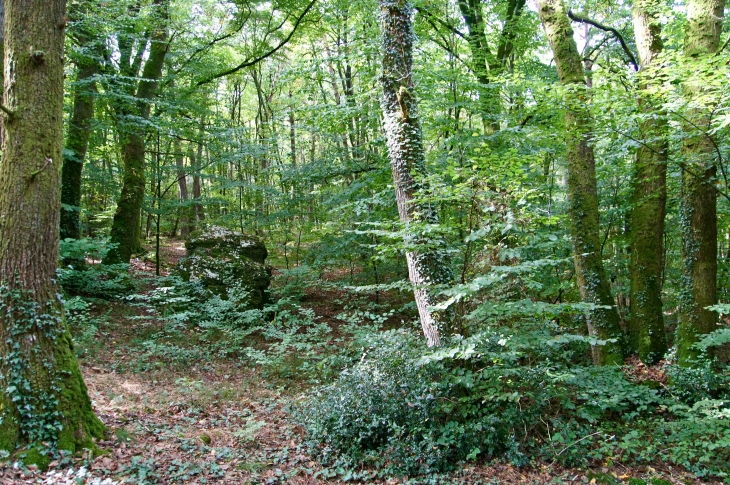 Forêt entourant la chapelle Notre Dame du Hec. - Saint-Georges-Buttavent