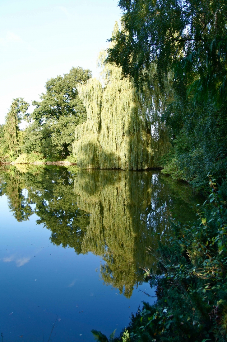 Un étang dans les environs. - Saint-Georges-Buttavent