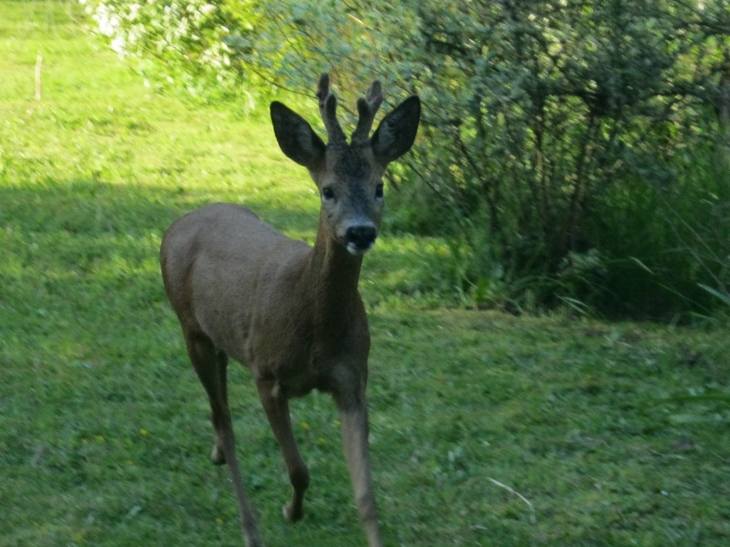 Dans mon jardin !  GB - Évaillé