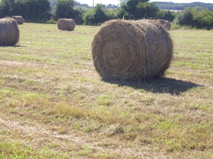 CAMPAGNE 11 - Gréez-sur-Roc