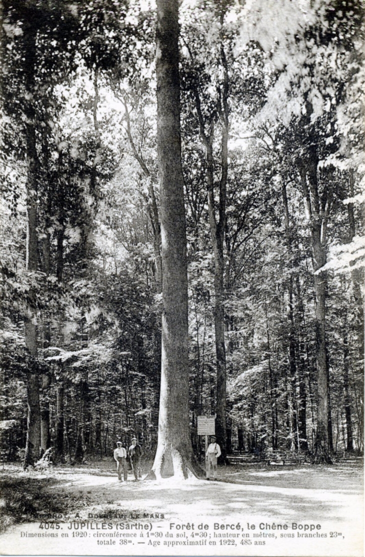 Forêt de Bervé;le chêne Boppe, vers 1922 (carte postale ancienne). - Jupilles