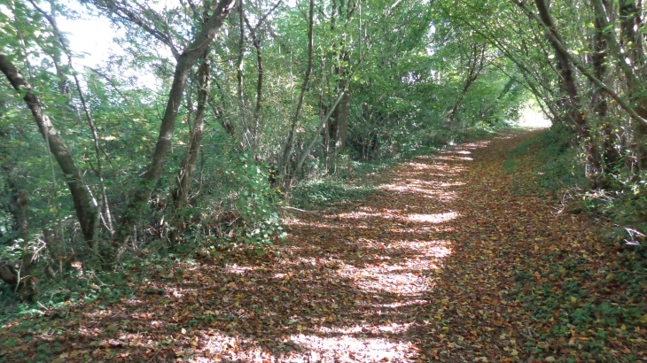  Hier, appelé chemin de l'Enfer et pourtant aujourd'hui,  c'est un plaisir  de l'emprunter. - Mareil-en-Champagne