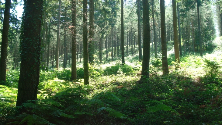 Forêt de la Petite-Charnie - Saint-Symphorien