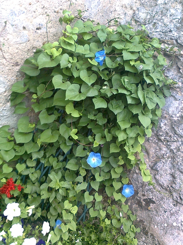 Fleurs - Thorée-les-Pins