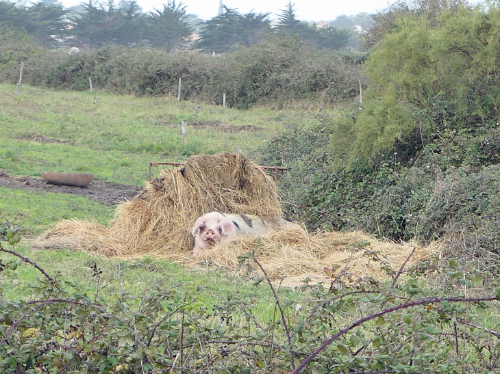 Porc de pré salé - Barbâtre