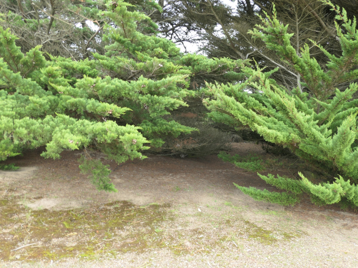 Le bois de Noirmoutier - Barbâtre