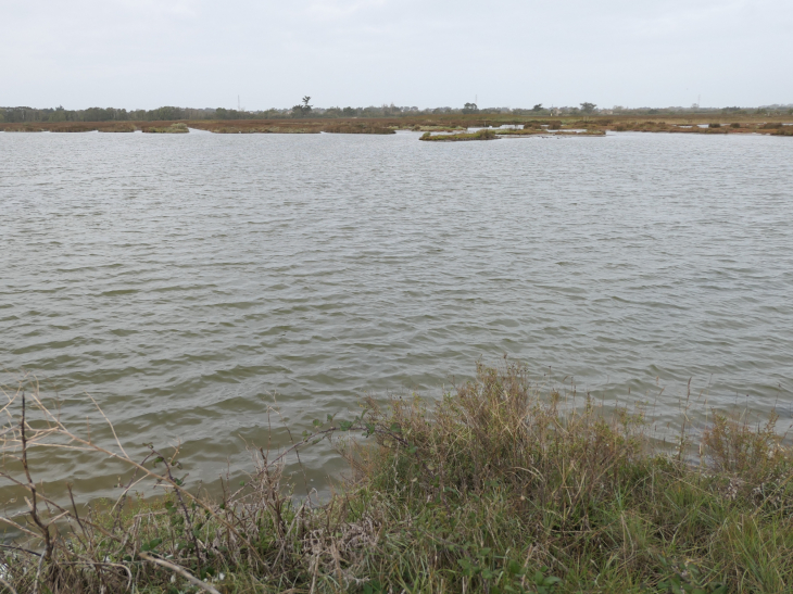 Le polder de Sébastopol réserve naturelle - Barbâtre