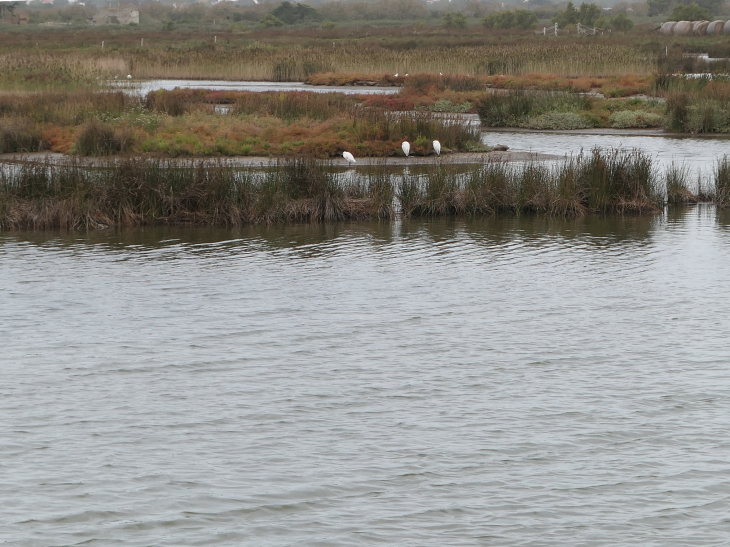 Le polder de Sébastopol réserve naturelle - Barbâtre