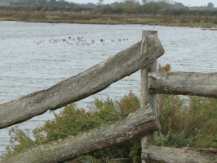 Le polder de Sébastopol réserve naturelle - Barbâtre