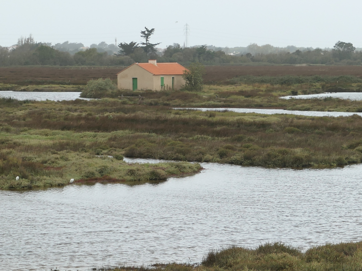 Le polder de Sébastopol réserve naturelle - Barbâtre