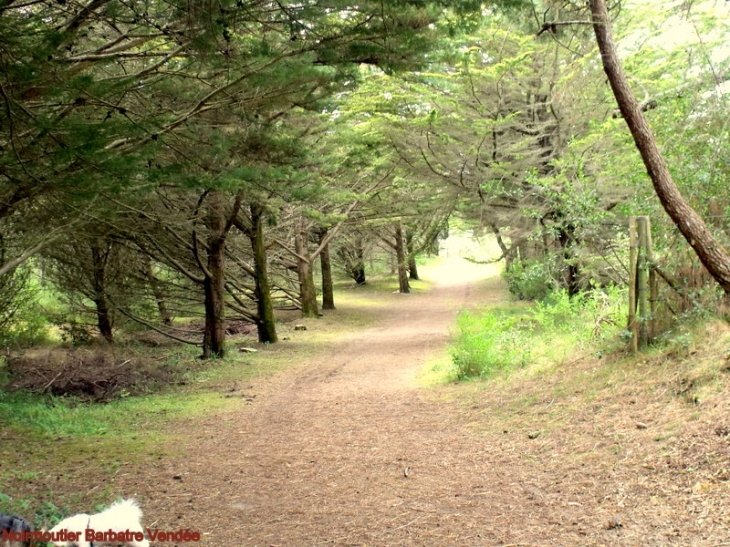 Balade en foret de Barbatre - Barbâtre