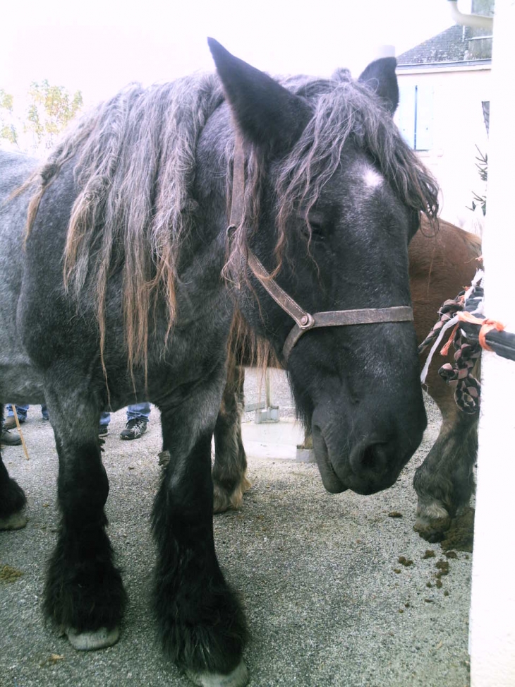 Foire aux anes - Curzon