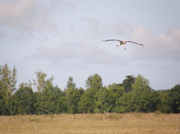 Cigogne - Curzon