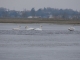 cygnes dans le marais gelé (hiver 2008-2009)